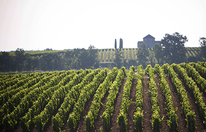 Chateau Calon Segur - Chapellecalon