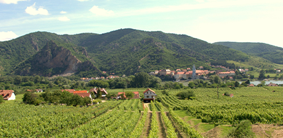 Weingut Fischer