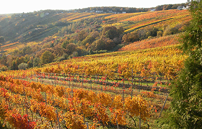Weingut Kopfensteiner - Weingarten
