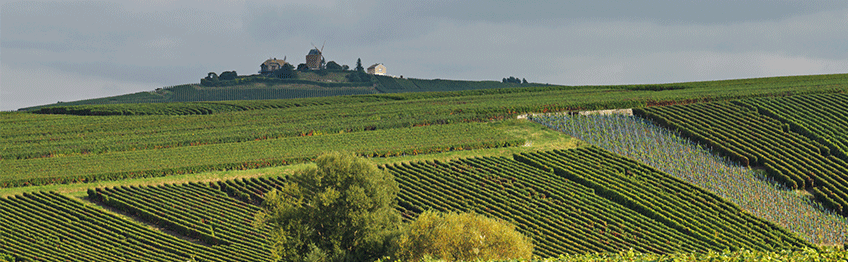 Ruinart Panorama