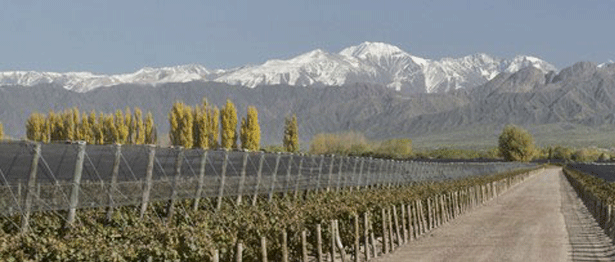 Terrazas-los-Andes_Weinberge