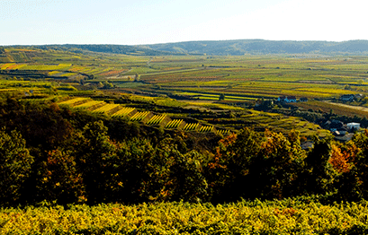Weingut Topf - Panorama