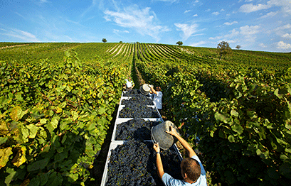 Weingut Gesellmann - Weinlese - Foto HErbert Lehmann