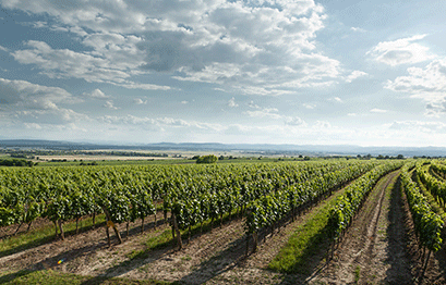 Weingut Leth - Weingaerten