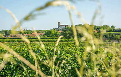 Weingut Setzer - Panorama