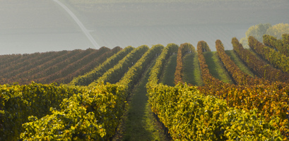 Weinberge Mittelburgenland