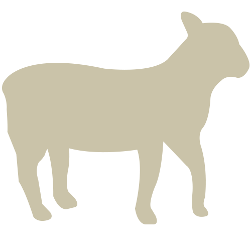 Lamm